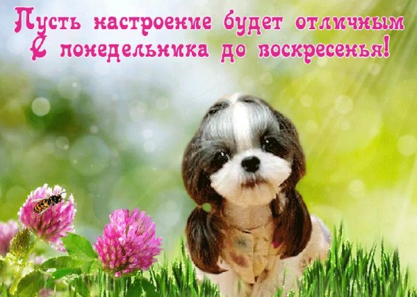 Корзинка хорошего настроения