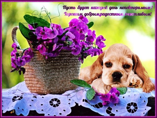 Пожелания чудесного дня