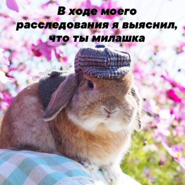 Милые пикчи для поднятия настроения