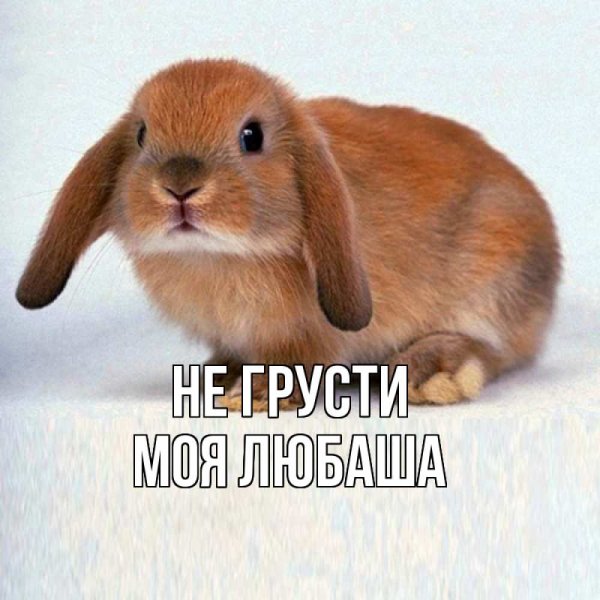 Рыжий вислоухий кролик