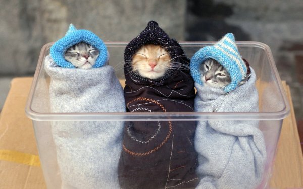Кот в пеленке