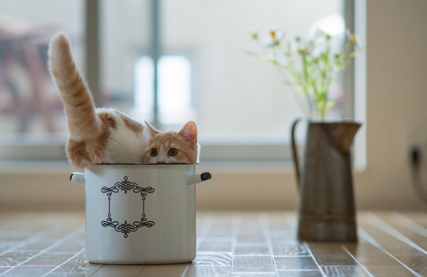 Котик на кухне