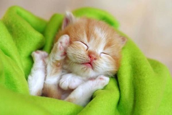 Милые котики для поднятия настроения