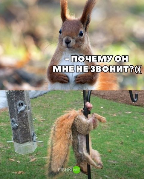 Приколы для поднятия настроения мужчине