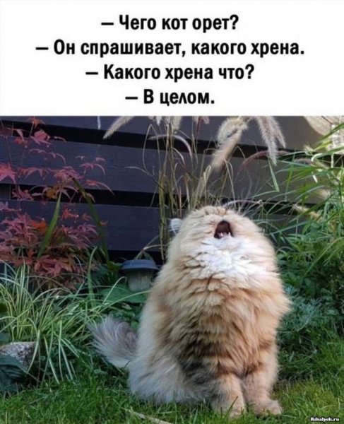Котики для поднятия настроения