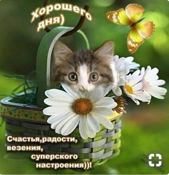 Радостного дня и хорошего настроения
