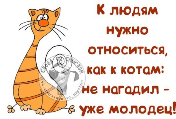 Котики для поднятия настроения