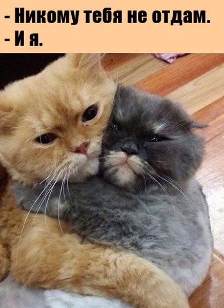 Милые котики с надписями