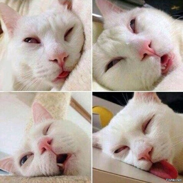 Засыпающий кот Мем