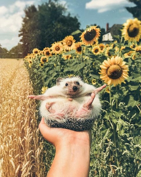 Подсолнухи и животные