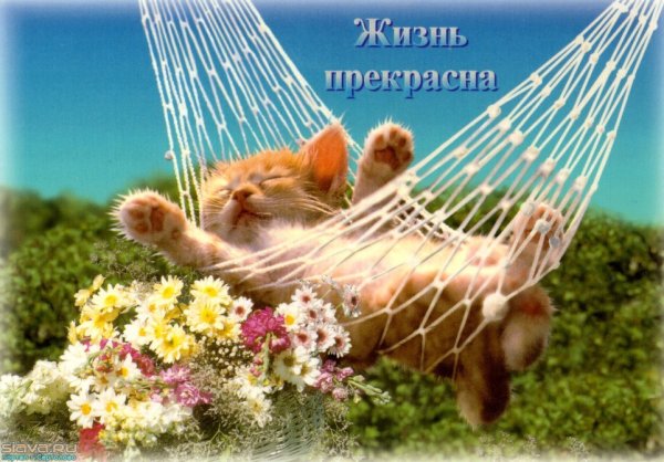Кот отдыхает в гамаке