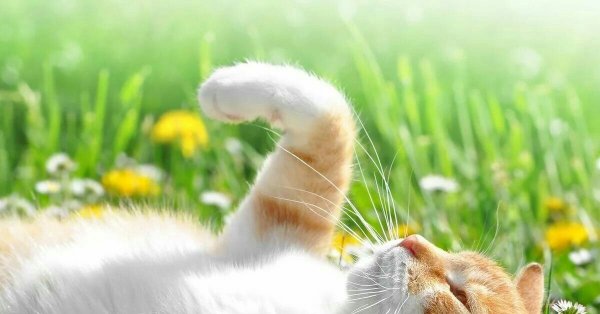 Кошки Весна лето