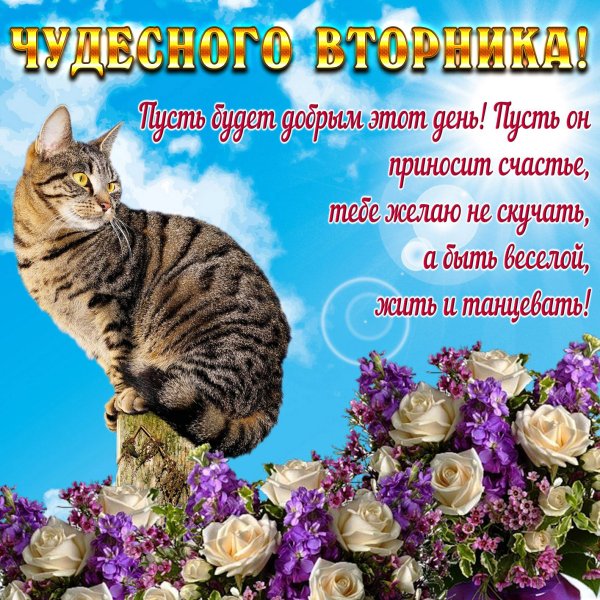 Поздравления со вторником