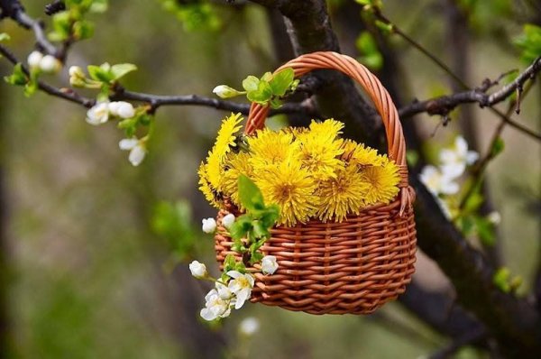 Цветы в корзинке на деревьях
