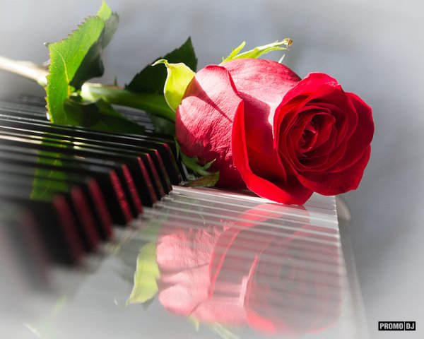 Цветы для певицы