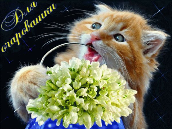 Цветы для очаровашки