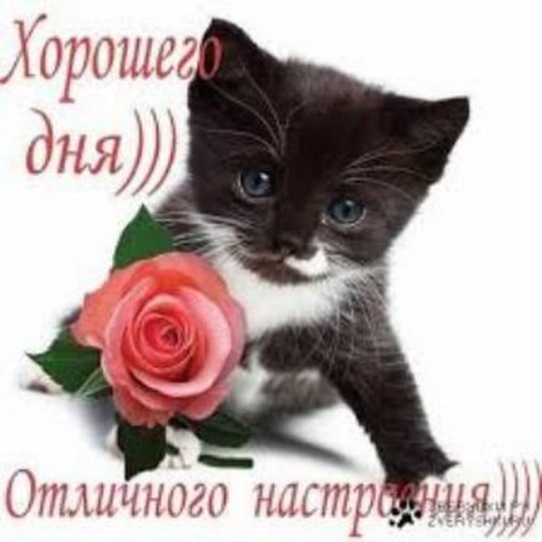 Кот и одуванчик