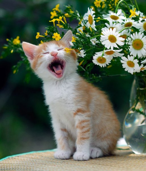 Котенок в ромашках