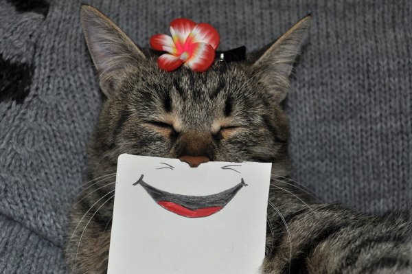 Котики смешные