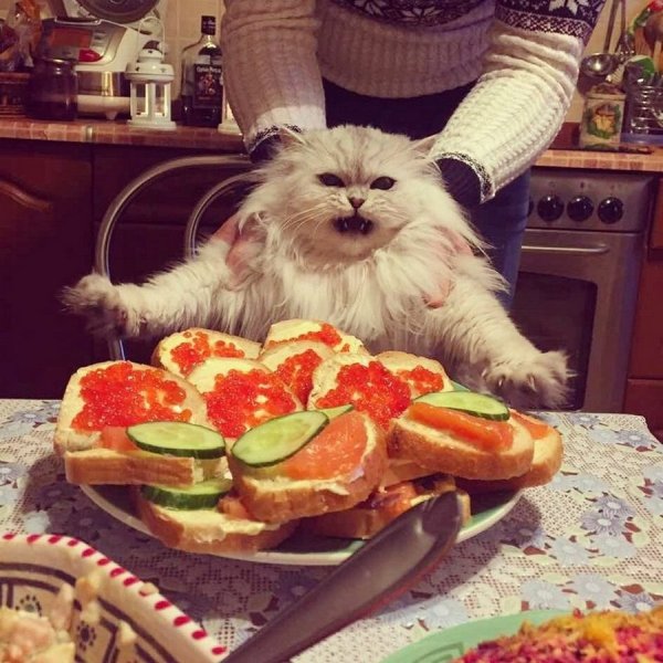 Кот и еда