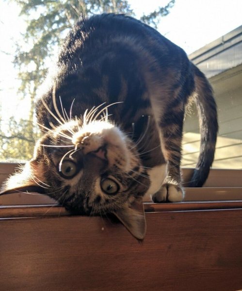 Коты для поднятия настроения