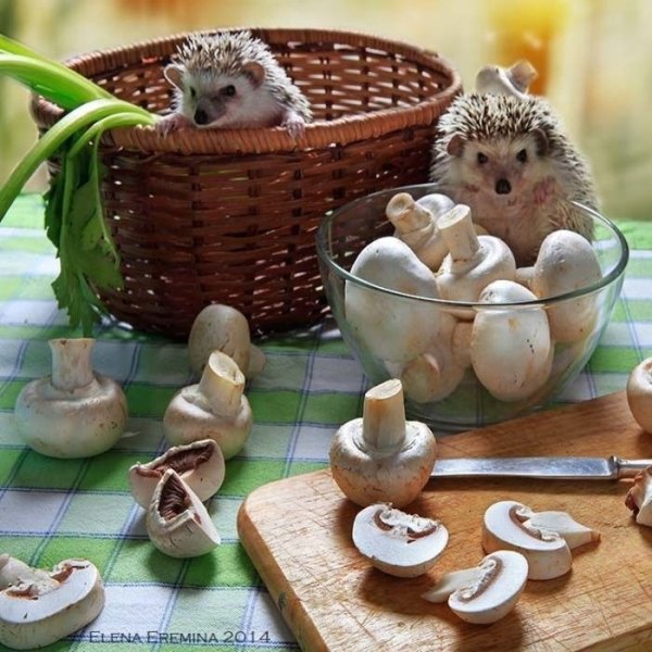 Милый Ежик