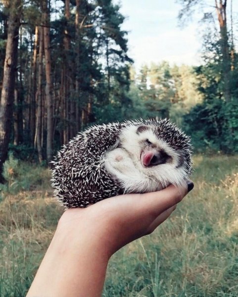 Много милых ежиков