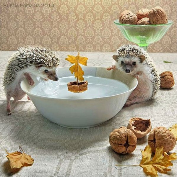 Добрый Ёжик