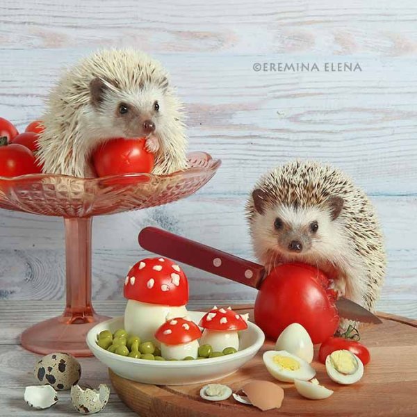 Красивый Ежик