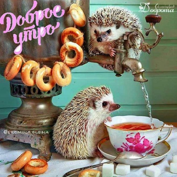 Ежик фото