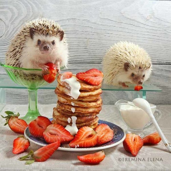 Животные с арбузом