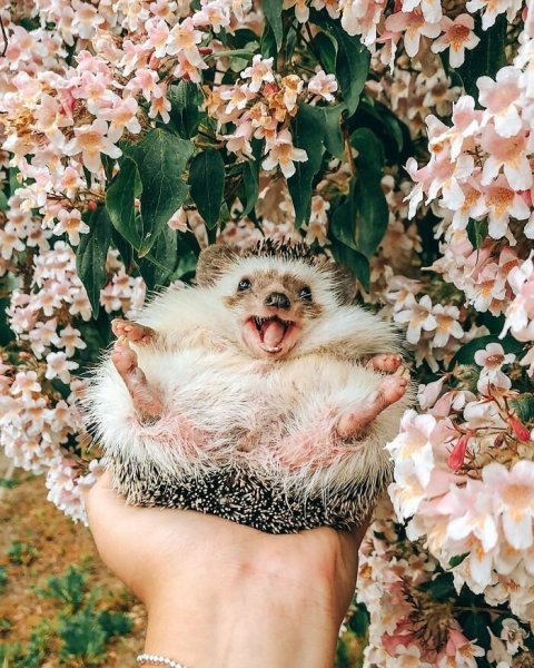 Лето животные