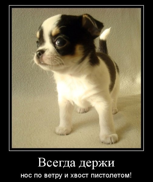 Выше нос