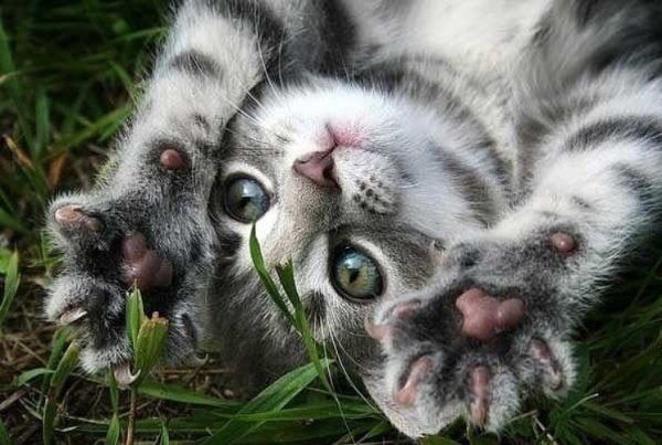 Выше нос котик