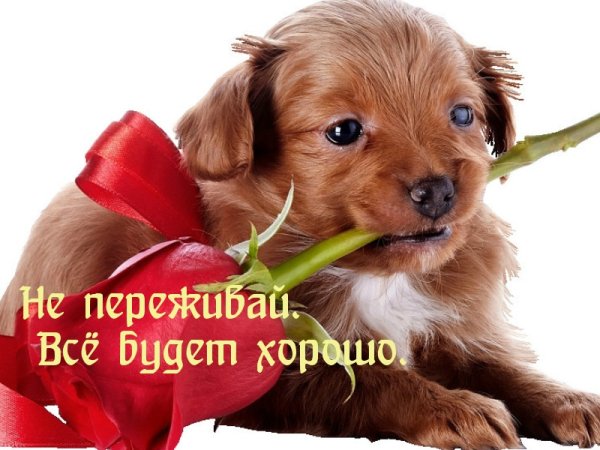Открытка не переживай