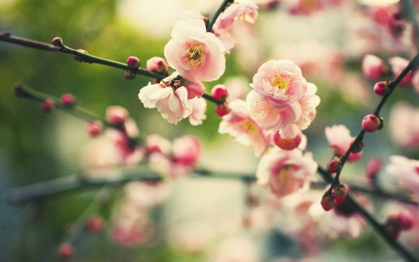 Красивые картинки природа весна хорошего настроения (44 фото)