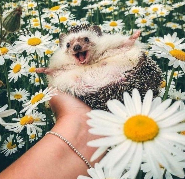 Позитивные животные