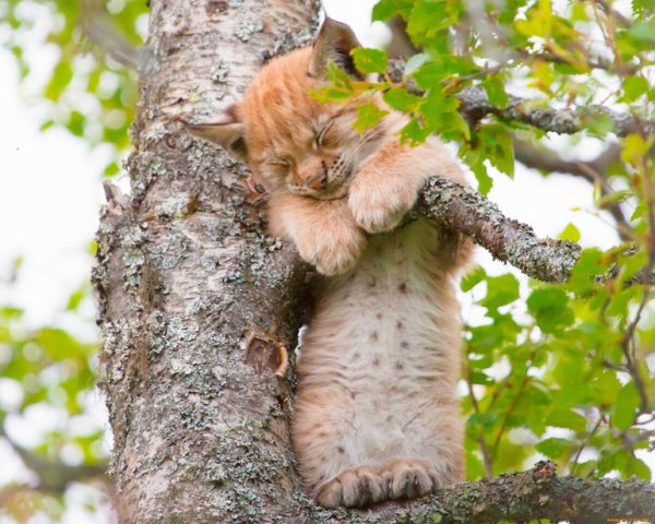 Котенок на дереве