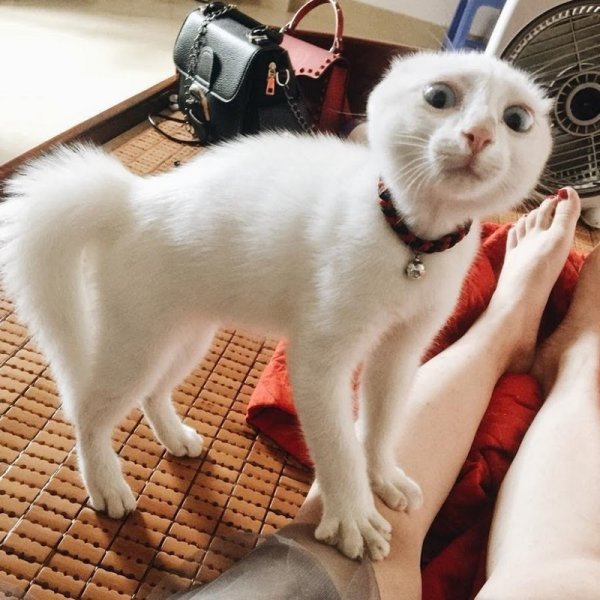 Удивленный белый кот