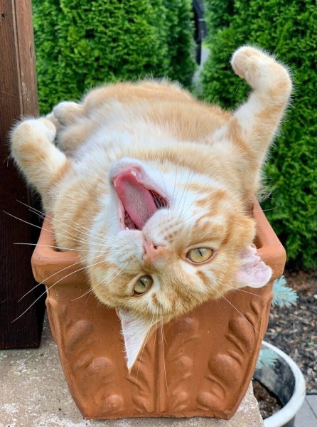 Забавные жизнью котики