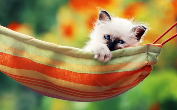 Котенок в гамаке