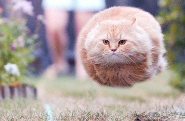 Котик лакает