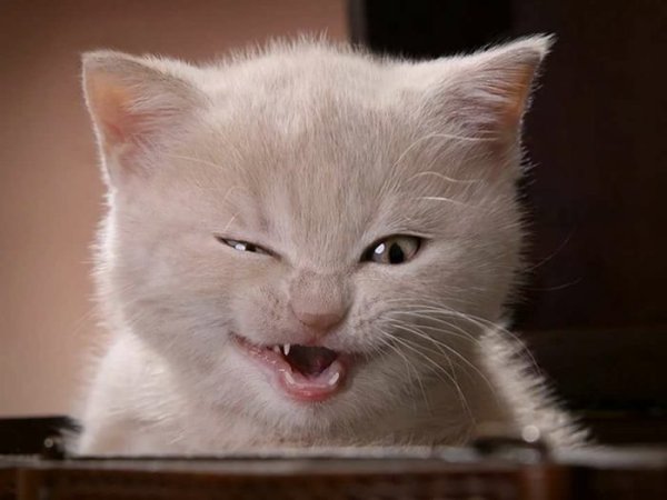 Подмигивающие животные