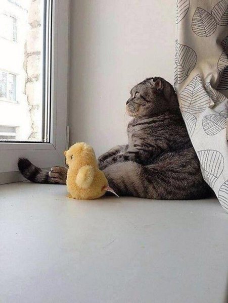 Кот скучает