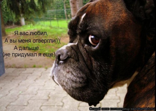 Цитаты про собак смешные