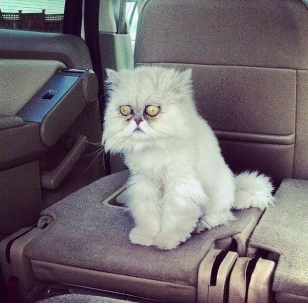 Котик понедельник