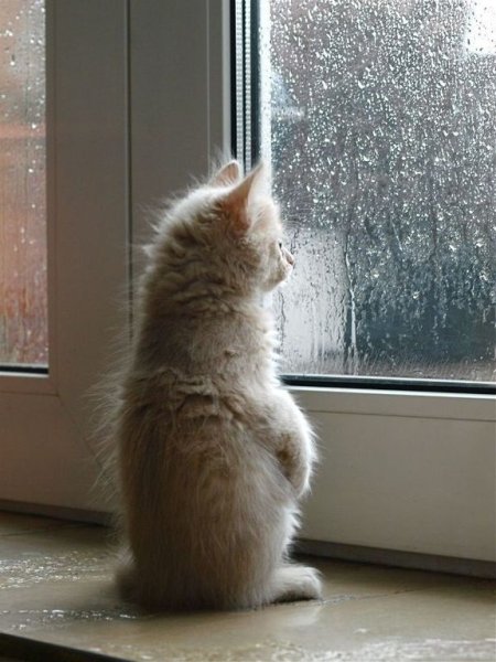 Котенок ждет