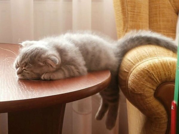 Кот устал