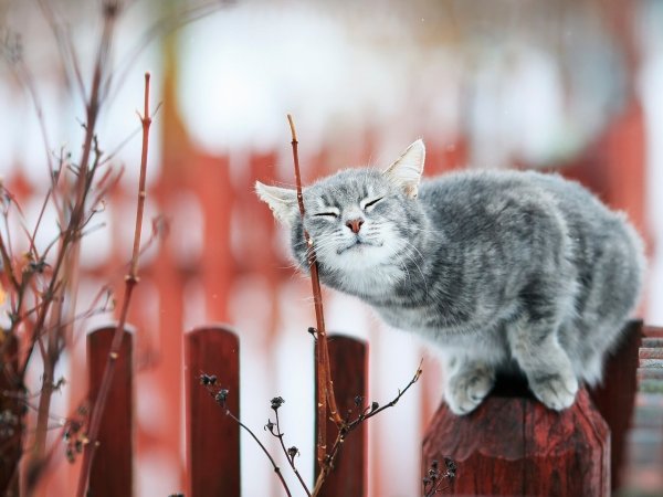 Мартовские котики
