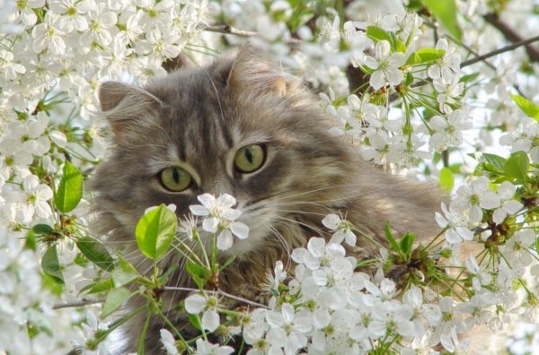 Весенние коты